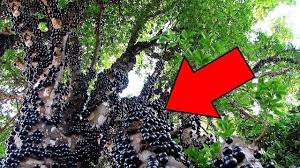 Meşenin türleri arasında az esnek ve çok esnek olanları vardır. Eger Bu Agaci Gorurseniz Hemen Oradan Kacin Dunyadaki En Tehlikeli 6 Agac Youtube