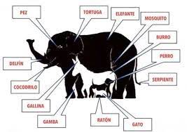 También podrás disfrutarlos en tus dispositivos móviles favoritos. Cuantos Animales Ves En Esta Imagen Tkm United States Juegos Mentales Imagenes Acertijos Mentales Juegos Mentales