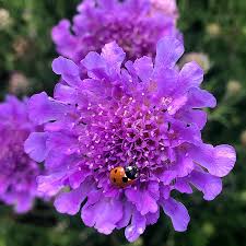Image result for Scabiosa