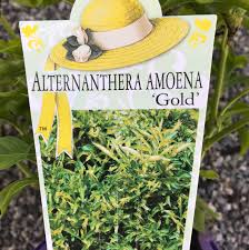 Ciao, negli ultimi giorni osservando l'alternathera ho notato che su alcune foglie si stanno formando dei puntini ai margini delle stesse. Alternanthera Gold Seedling Perth Wa Online Garden Centre