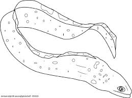 Moray Eel Picture Coloring Page Color Luna In 2020 Coloring Pages Maori Patterns Coloring Pictures