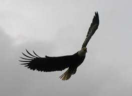 Flying Eagle Silhouette Maybe Better To Start With Something Really Small P Small Eagle Tattoo Eagle Silhouette Eagle Tattoo