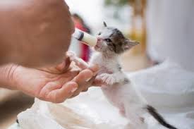 Mimic this feeding schedule when bottle feeding, gradually reducing. Important Tips For Feeding Newborn Kittens Lovetoknow