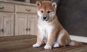 To see what your puppy will look like as an adult, view our adults on the. Shiba Inu Puppies For Sale Houston Tx 294272 Petzlover