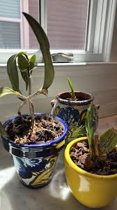 Image result for Tridactyle tricuspis