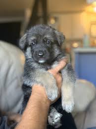 The german shepherd dog is well proportioned and very strong. German Shepherd Puppies For Sale Tolleson Az 304657