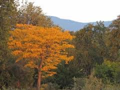 Image result for Kirkia