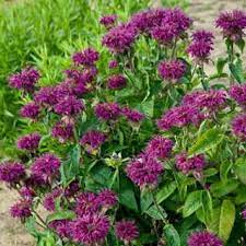This Selection Of Our Native Monarda Didyma Bee Balm Boasts Bright Intense Purple Blooms Atop Plants Utterly Free Of The Mildew Bulb Flowers Trees To Plant Hummingbird Garden