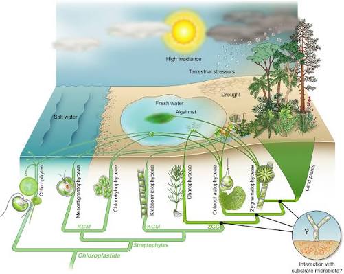 Plant evolution: landmarks on the path to terrestrial life - Vries - 2018 - New Phytologist - Wiley Online Library