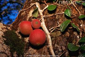 Image result for Garcinia punctata