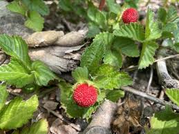 Image result for Duchesnea indica