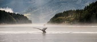 Learn more about vancouver island and how it became the famous temperate paradise it is today! Ein Unvergessliches Abenteuer Auf Vancouver Island Canusa