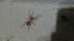 It is a member of the order solifugae and is also known as a wind scorpion, sun scorpion, and sun spider. Camel Spider On The Porch Southern San Diego California Youtube