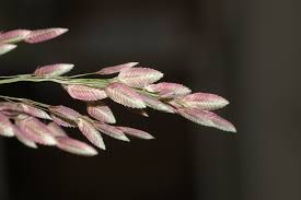 Image result for Eragrostis unioloides