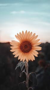Iphone Xr Wallpaper Sunflower Find the best sunflower wallpaper on wallpapertag. iphone xr wallpaper sunflower