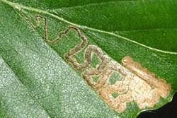 Image result for Stigmella tityrella