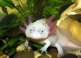 Check spelling or type a new query. 68 Axolotl Facts Ultimate Guide To The Adorable Mexican Walking Fish Everywhere Wild