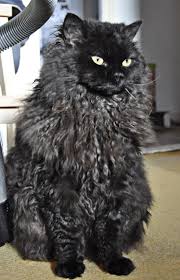 Beautiful Curly Haired Cat Breeds In The World Beautiful Cats Pretty Cats Cats