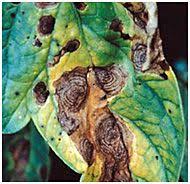 Image result for tomato seedling early blight