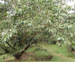 Image result for Antidesma venosum