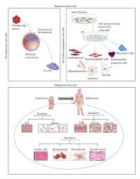 Totipotent vs pluripotent vs multipotent stem cells. Figure 1 Adult Bone Marrow Which Stem Cells For Cellular Therapy Protocols In Neurodegenerative Disorders