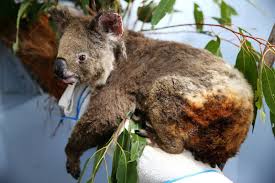 The Fires In Australia In 2020 Animals Koala Australia