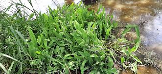 Image result for Burnatia enneandra