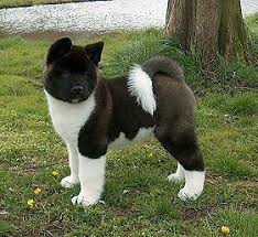 Elvis Karadeniz Google Akita Dog American Akita Japanese Dogs