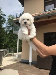 bichon frise welpen reinrassig nur noch ein rude zu vergeben in bayern kirchenthumbach ebay kleinanzeigen bichon frise welpen haustiere