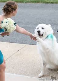 Why Do You Love Great Pyrenees Great Pyrenees Great Pyrenees Dog Pyrenees