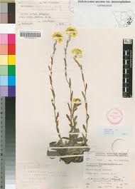 Image result for Helichrysum aureum