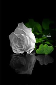 Beautiful Black And White Nature Background White Rose On The Water Em 2020 Rosas Brancas Imagem Rosa Rosas