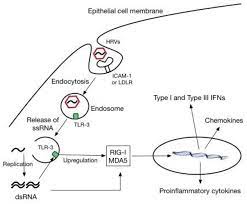 This is a most commonly occurring viral infection, affecting people. Human Rhinovirus Hrv Infection And Innate Immune Responses In Download Scientific Diagram