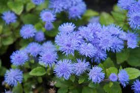 Image result for Ageratum