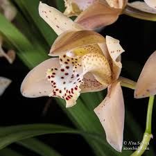 Image result for Cycnium jamesii