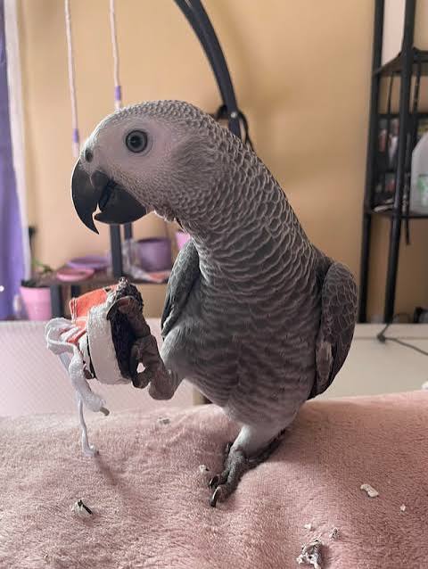 Baby needs a new pair of shoes : r/parrots