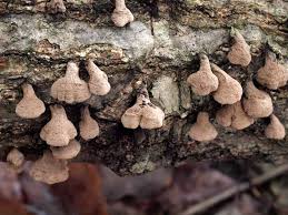 Image result for Porodisculus pendulus