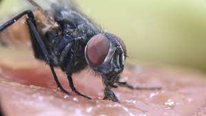 Do Flies Really Vomit And Poop When They Land On You