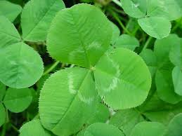 Image result for Trifolium simense