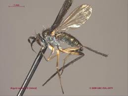 Image result for Dolichos junodii