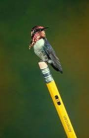 Zunzuncito Bee Bird Smallest Bird In World Hummingbird Bee Hummingbird Pet Birds Small Birds