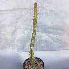 Image result for Euphorbia griseola
