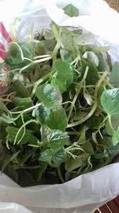 Manfaat daun sirih cina atau biasanya disebut tumpangan air atau ketumpang air ini diketahui karena mengandung berbagai zat yang memiliki khasiat manfaat daun sirih cina dapat digunakan untuk mengobati luka bakar. Manfaat Pada Daun Sirih Cina Steemit