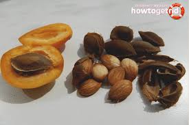 If you have anemia, it. Comment Planter L Abricot Au Printemps D Un Os Abricot Osseux Atterrissage Approprie Et Caracteristiques Des Soins Dans La Premiere Annee