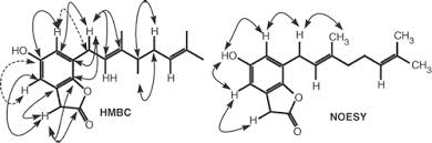 Image result for Lettowianthus stellatus