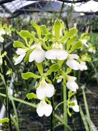 Image result for Barleria randii