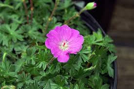 Image result for Geranium sanguineum Max Frei
