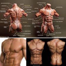 Female reference figure drawing reference body reference anatomy reference muscle anatomy body anatomy human anatomy arm anatomy anatomy study. New Project Jake 19 By Tonatiuh Works In Progress Blender Artists Community