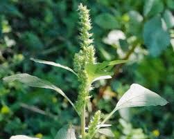 Image result for Amaranthus hybridus