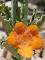 Image result for Pterodiscus aurantiacus